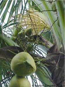 Coconut Tree With Fruit and Flowers