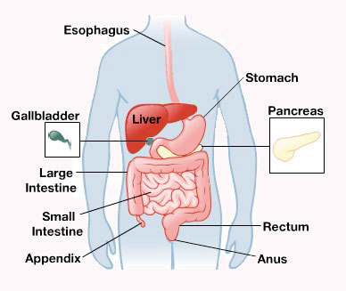 Digestive System